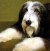 Bearded Collie
