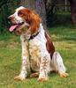 Welsh Springer Spaniel