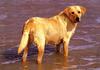 Wet Labrador Retriever