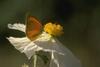 Scarce Copper (Lycaena virgaureae)