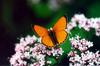 Scarce Copper (Lycaena virgaureae)