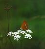 Scarce Copper (Lycaena virgaureae)