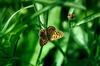 Sooty Copper (Lycaena tityrus)