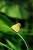 Sooty Copper (Lycaena tityrus)