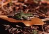 Ornate Chorus Frog (Pseudacris ornata)