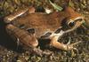 Ornate Chorus Frog (Pseudacris ornata)