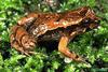 Northern Tinker Frog (Taudactylus rheophilus)