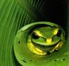 Leaf Frog (Hylidae)