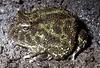 Argentine Horned Frog (Ceratophrys ornata)