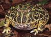 Argentine Horned Frog (Ceratophrys ornata)