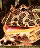 Argentine Horned Frog (Ceratophrys ornata)