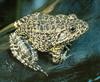 Carolina Gopher Frog (Rana capito capito)