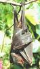 Flying Fox (Pteropodidae)