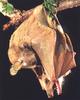 Gambian Epauletted Fruit Bat (Epomophorus gambianus)