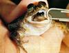 Southern Gastric-brooding Frog (Rheobatrachus silus)