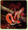 Red-bellied Snake (Storeria occipitomaculata)