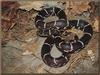 Common Kingsnake (Lampropeltis getula)