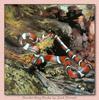 Scarlet Kingsnake (Lampropeltis triangulum elapsoides)