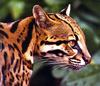 Ocelot (face)