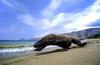 Komodo dragon
