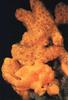 Painted Frogfish (Antennarius pictus)