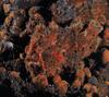 Painted Frogfish (Antennarius pictus)