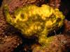 Frogfish (Antennariidae)