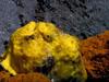 Frogfish (Antennariidae)