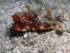 Frogfish (Antennariidae)