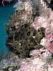 Frogfish (Antennariidae)