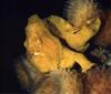 Frogfish (Antennariidae)