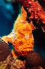 Frogfish (Antennariidae)