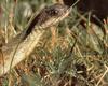 Eastern Hog-nosed Snake (Heterodon platirhinos)