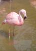 Chilean Flamingo (Phoenicopterus chilensis)