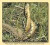 Malagasy Giant Hognose Snake (Leioheterodon madagascariensis)