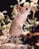 Elephant Shrew (Macroscelididae)