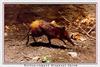 Golden-rumped Elephant Shrew (Rhynchocyon chrysopygus)