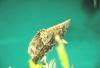 A kind of filefish