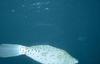 Scrawled Filefish (Aluterus scriptus)