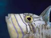 Scrawled Filefish (Aluterus scriptus)