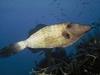 Scrawled Filefish (Aluterus scriptus)