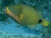 Triggerfish?