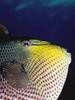 Triggerfish?