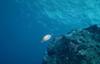Triggerfish?