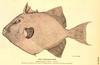 Grey triggerfish (Balistes capriscus)
