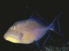 Queen Triggerfish (Balistes vetula)