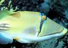 Queen Triggerfish (Balistes vetula)