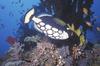 Clown Triggerfish (Balistoides conspicillum)