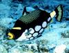 Clown Triggerfish (Balistoides conspicillum)