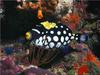 Clown Triggerfish (Balistoides conspicillum)